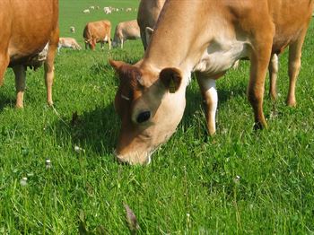 Frøblanding Nr. 26, 10 kg